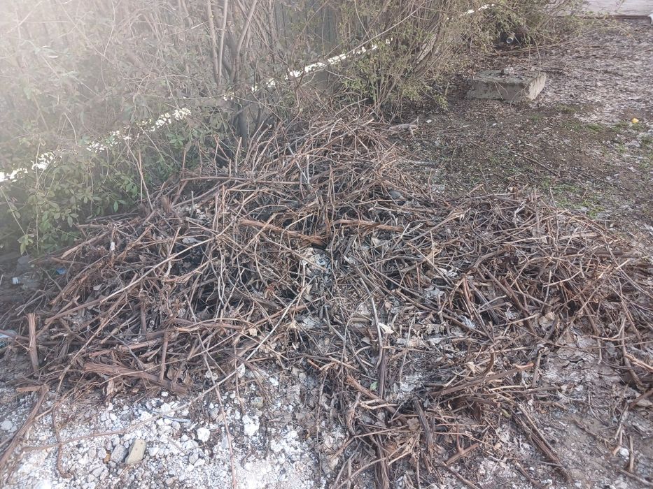 Ағаш бұтақтар көп