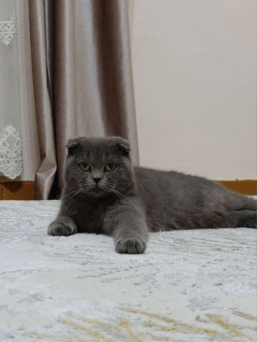 Кошка Скоттиш Фолд
