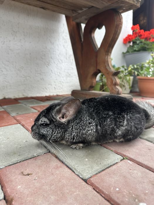 Vand sinsila mascul si femela