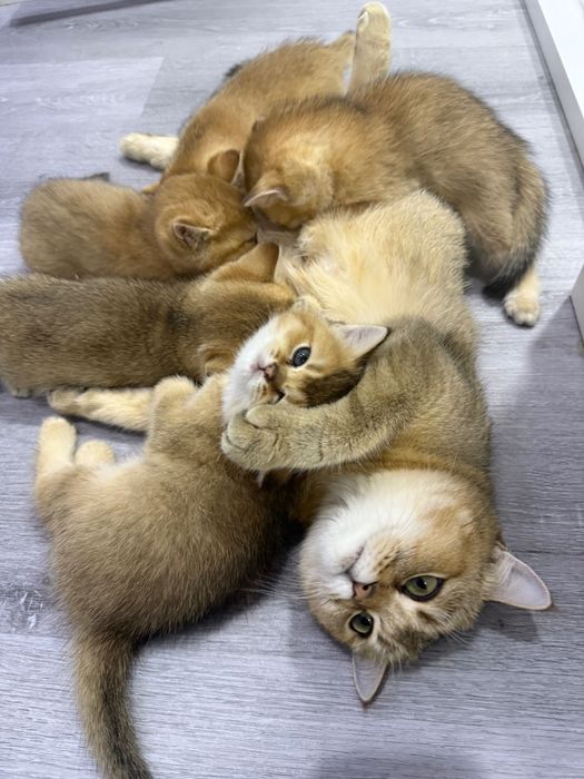 Котята Золотые шиншиллы ищут себе дом