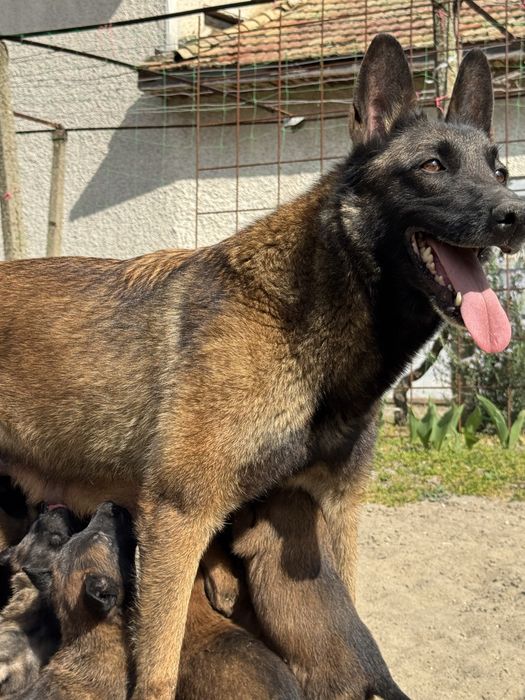 Белгийска овчарка Малиноа