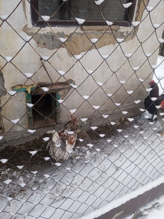 Продам карликовых петухов