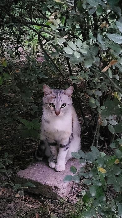 СРОЧНО! Кошка в добрые руки
