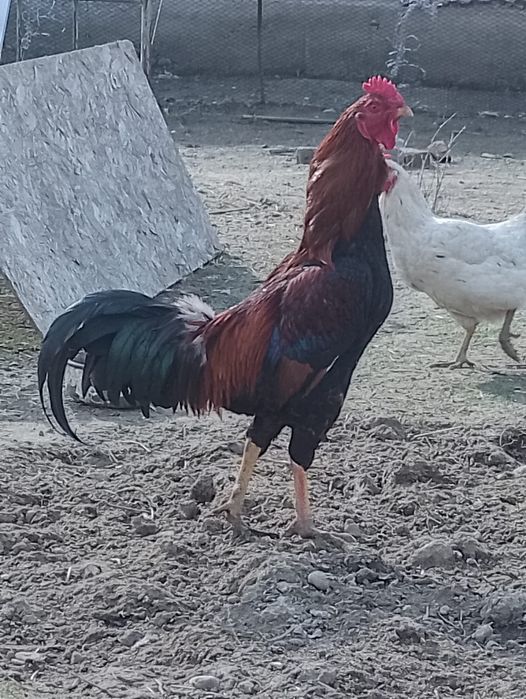 Кораз 11айлык, дені сау