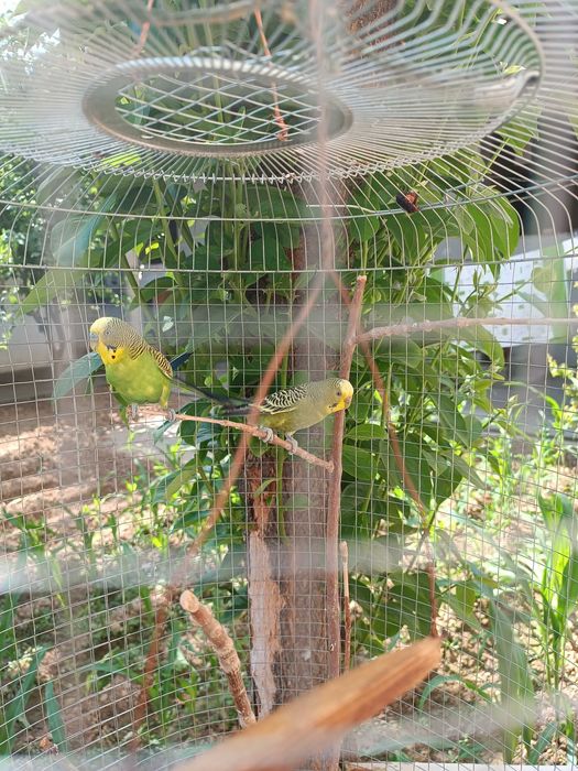 Продам попугайчиков парачка вместе свальером