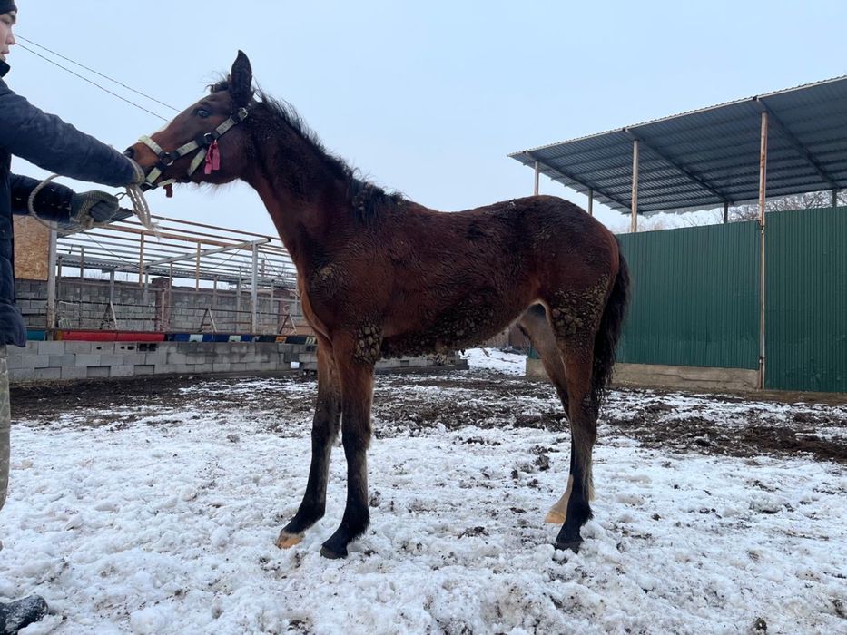 Жабағы жеребенок