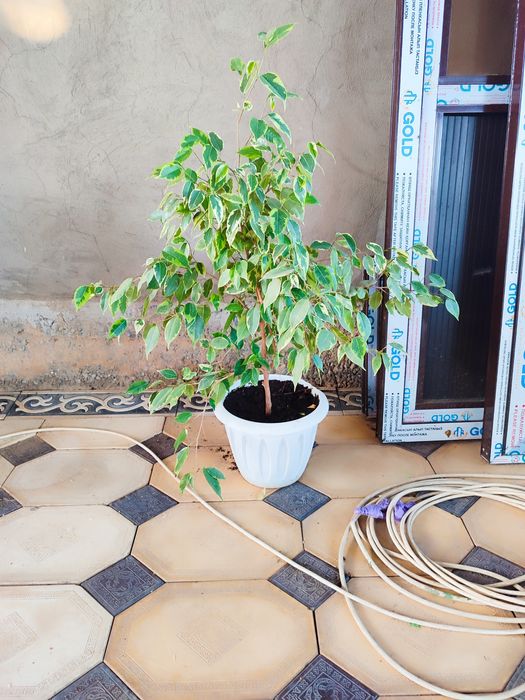 Домашние цветы  ухоженные