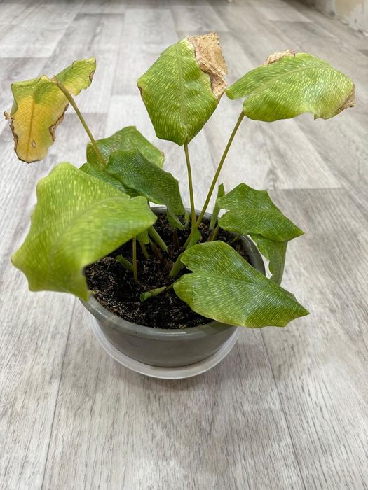 Продаются  цветы