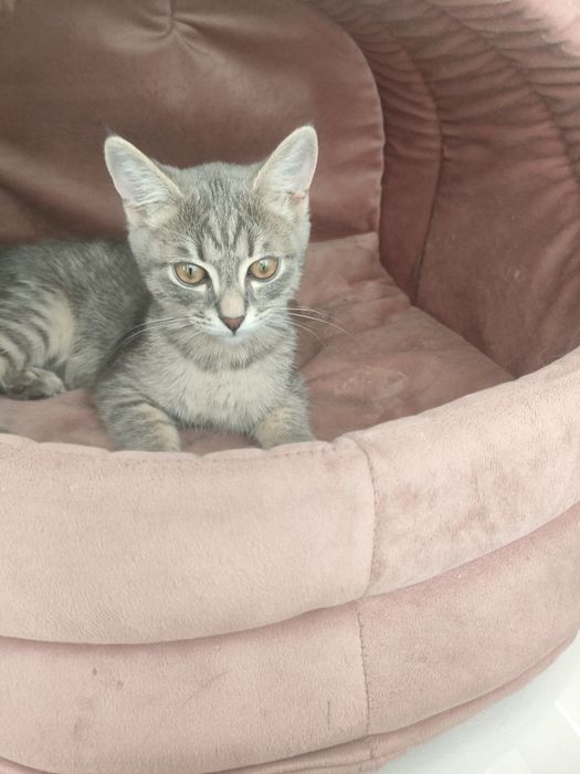 Отдаю бесплатно котика