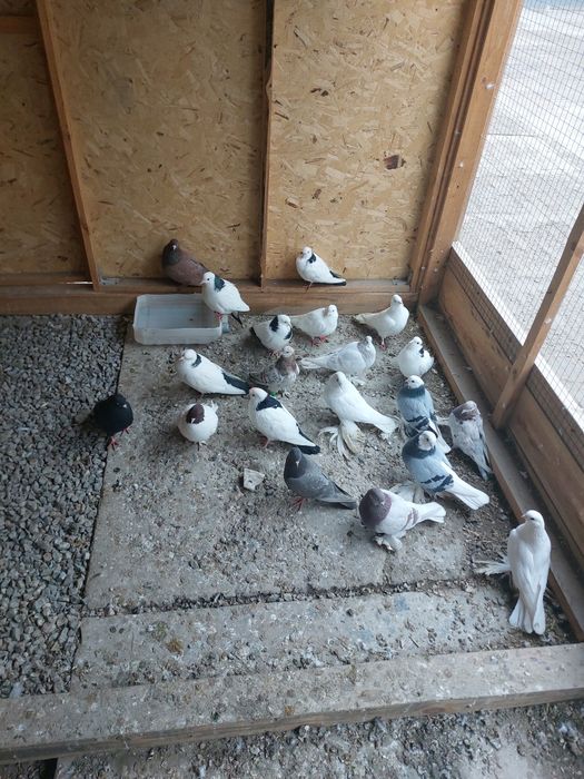 Кептер Құс Голуби