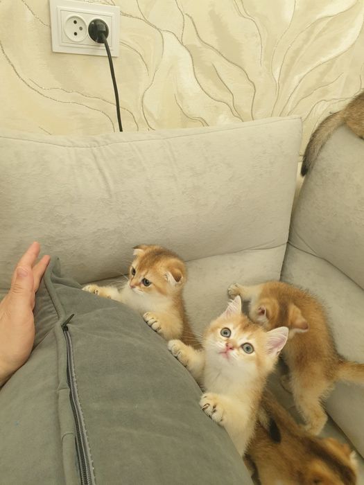 Чистакровная шиншилла  мушукчалар  обученые к лотку кушають супер