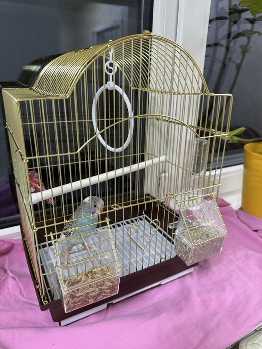 Продаю волнистого попугая Гошу