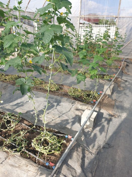 Теплица в комплекте