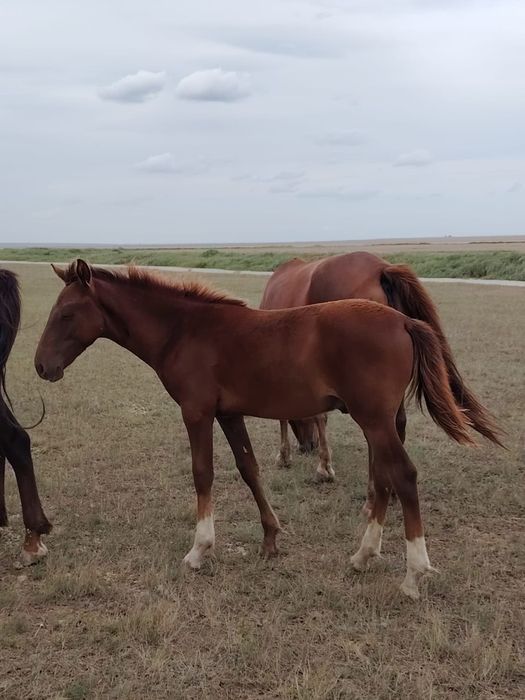 Жеребчики молодые 310 000 тыс.