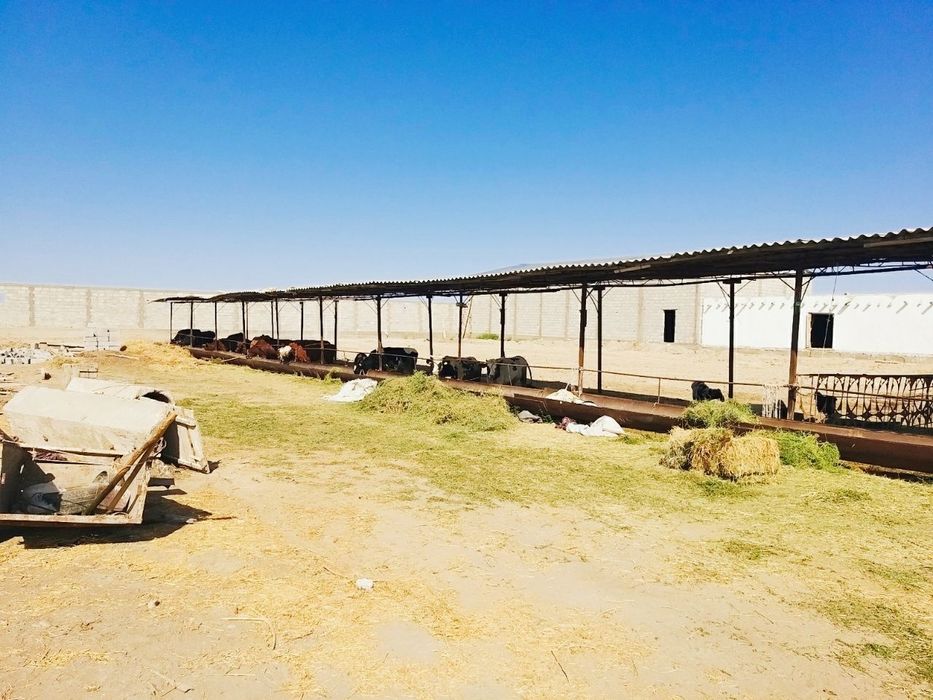 Молхона сотилади