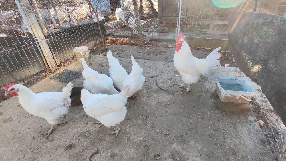 Familie La Bresse si cocoși