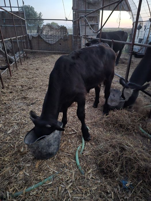 Vând vițel metis angus negru, aproape 8 luni, 190–200 kg