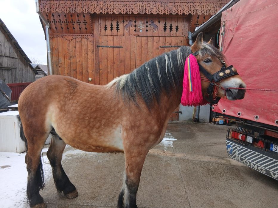 Mânz 2 ani de vânzare