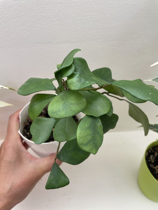 Продаются сортовые фикусы