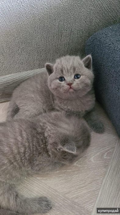 Хайленд страйтлар сотилади