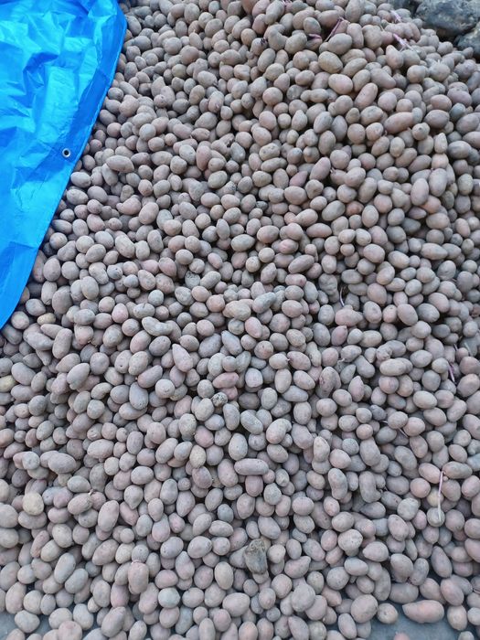 Cartofi pentru animale