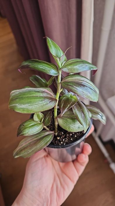 Комнатные цветы 1200 тг