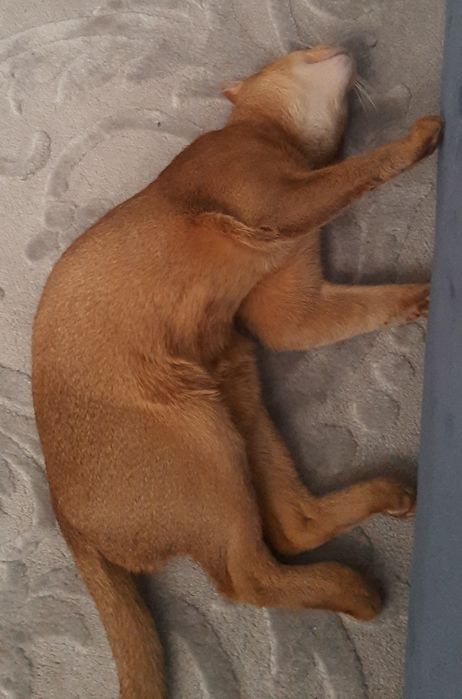 Котёнок абиссинец