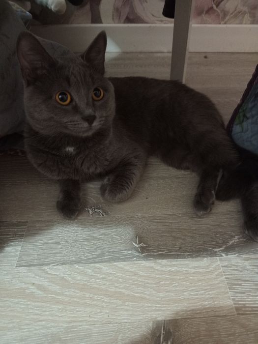 Отдам кота Барсика