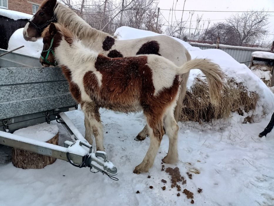 Продам кобылу жеребая