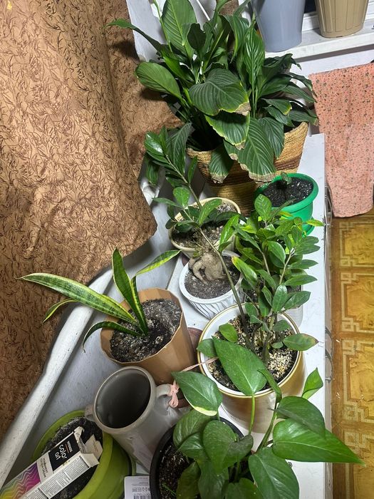 Продам красивые,интерьерные цветы