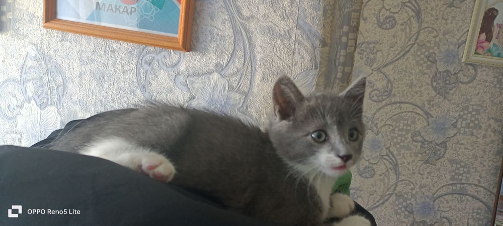 Отдам котенка в добрые руки