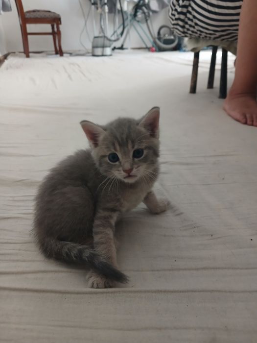 Кошка шотландский скотиш фолд ихнин мама 3 котят Малчики 1 месяц