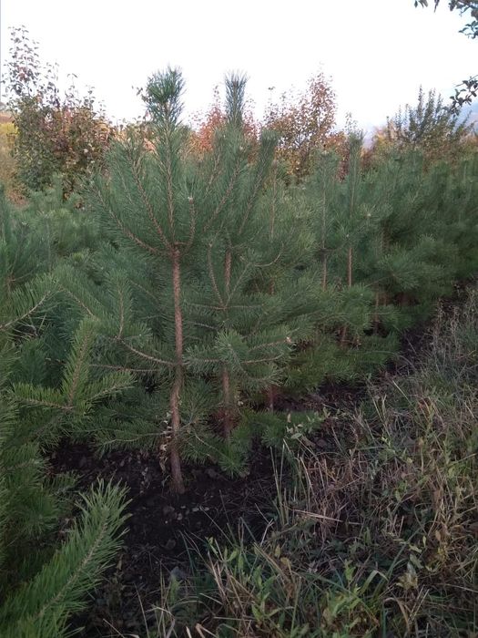 Продам сосны от двух до трёх метров