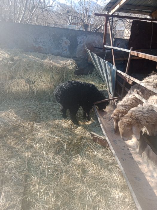 Козылар. Ягнята.