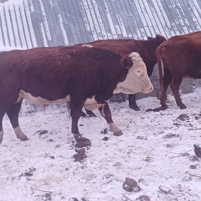 Ақбас бұқа белоголовый