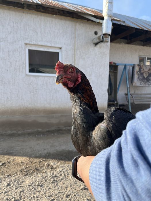 Дакан сатлады ….