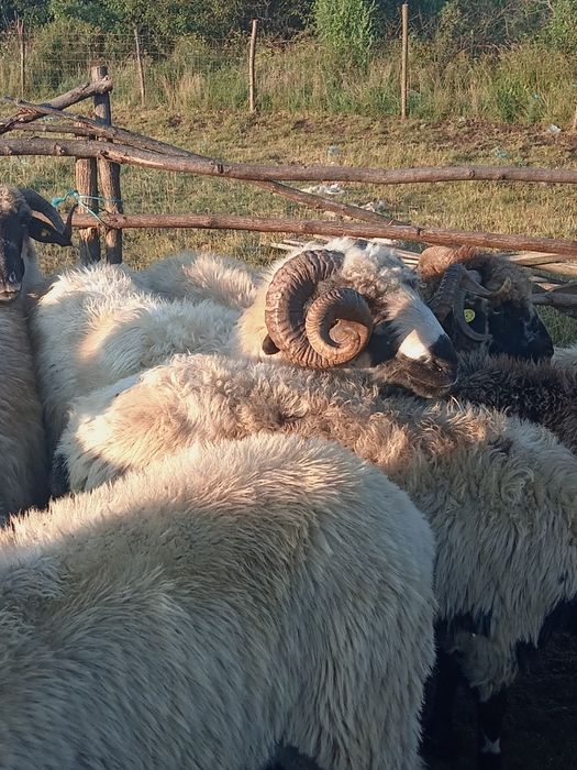 De vânzare Berbec sau schimb cu animale