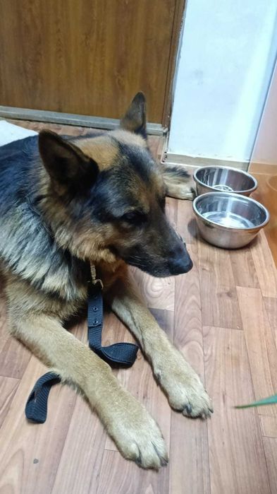 Немецкая овчарка