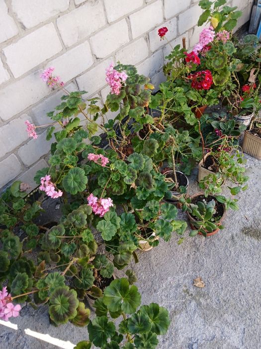 Продам комнатные цветы