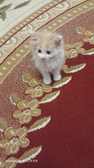 Есть котята в хорошего руки