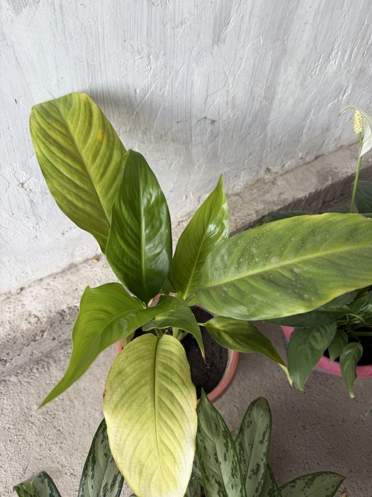 Цветы комнатные