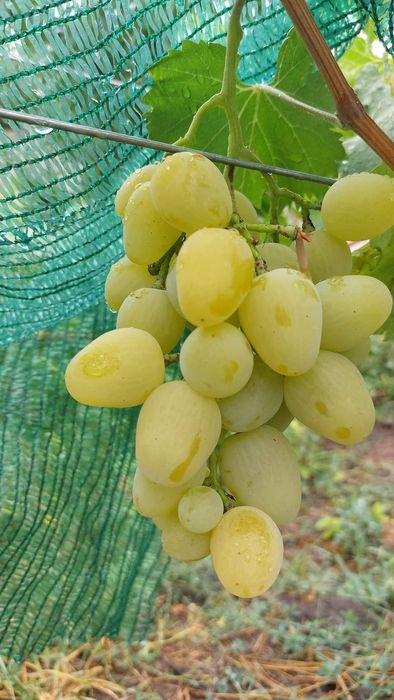 Soiuri disponibile de viță de vie