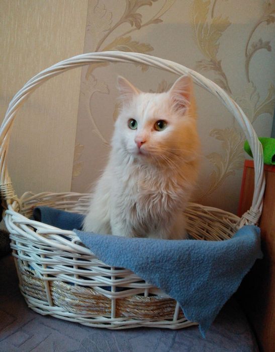 Ищу белого кота.
