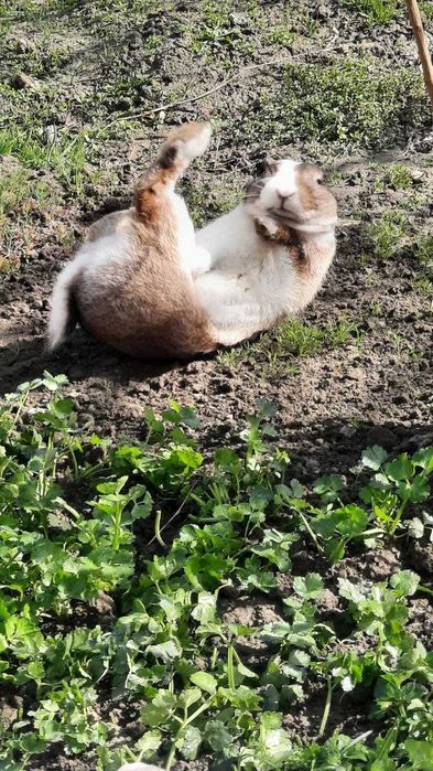 продается кролик