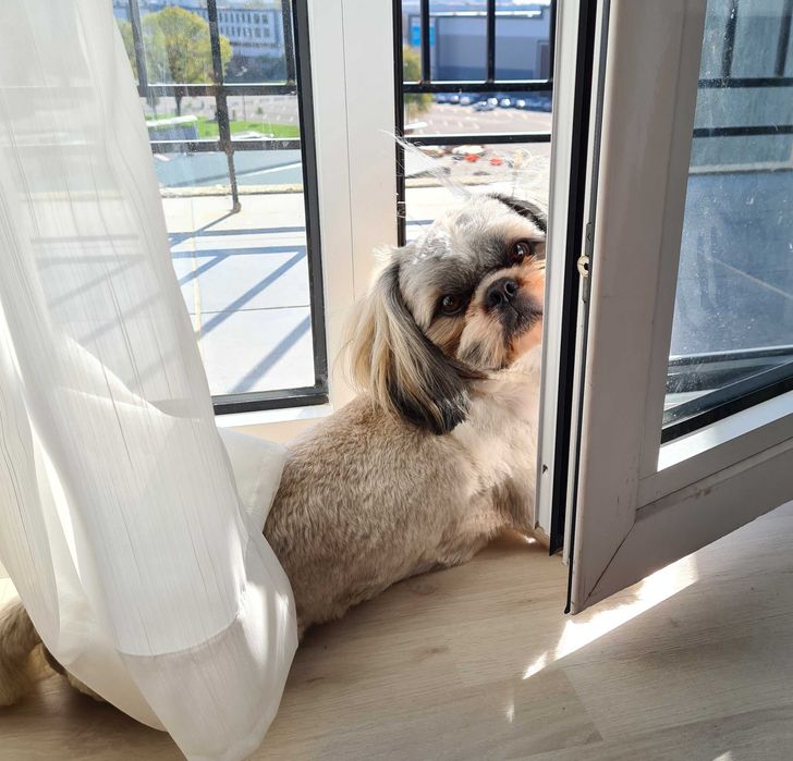 Вязка. Мальчик порода Ши-тцу, 3 года готов для вязки