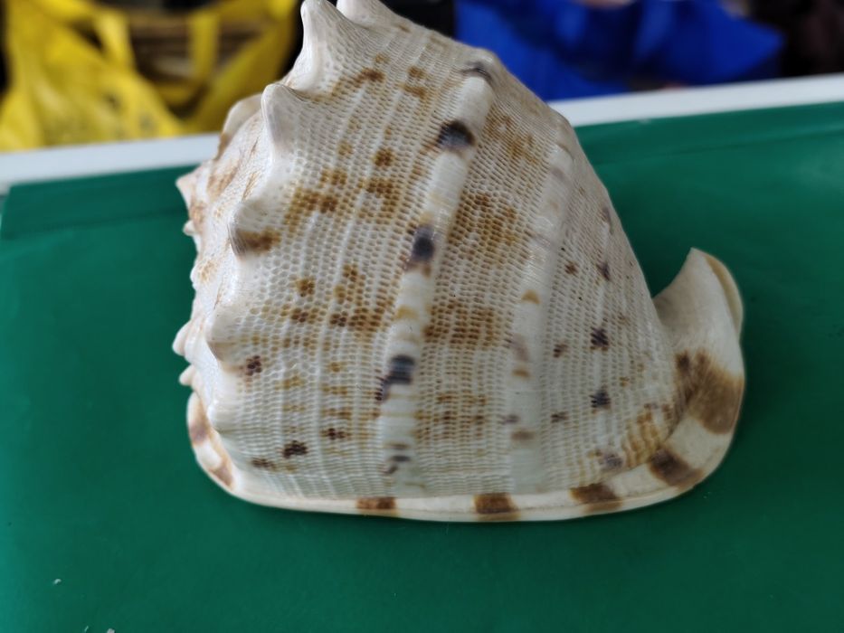 Рапан мида корал декорация