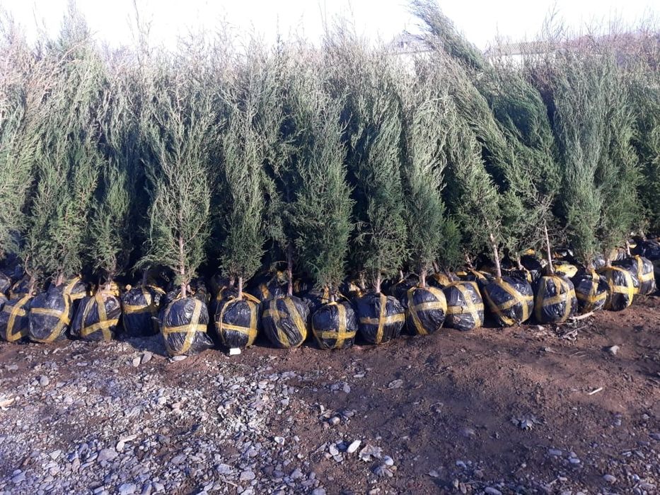 Можжевельник ОПТОМ!