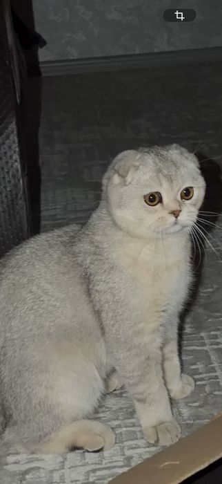 Продаётся котята