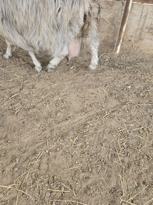 Ечки улоги билан