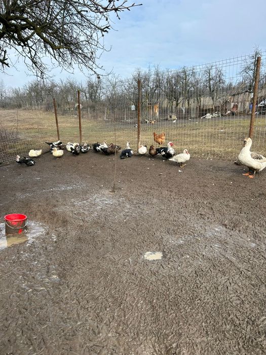 Vand rate ratoi urgent